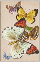 動物絵葉書　蛾　蝶 / Animal Postcard: Butterflies image