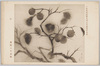 日本美術院第九回試作展覧会出品　柿　奥村土牛 / Work Exhibited at the 9th Japan Art Institute Studies for Paintings Exhibition: Persimmons, Painted by Okumura Togyū image
