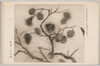 日本美術院第九回試作展覧会出品 柿 奥村土牛 / Work Exhibited at the 9th Japan Art Institute Studies for Paintings Exhibition: Persimmons, Painted by Okumura Togyū image