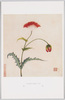 明顧韓希孟繍花鳥册 鴬粟/Ming Gu Han Ximeng Embroidered Flower and Bird Picture Book Poppy image