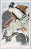 水戸三郎丸/Mito Saburōmaru image