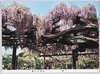 藤/Wisteria image