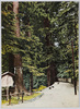 高尾山の杉並木/Cedar Avenue at Mt. Takao image