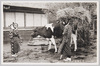 島娘と牛(大島風俗)/Island Girl and Cow (Ōshima Customs) image
