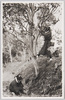 島娘の椿取り(大島風俗)/Island Girl Picking Camellias (Ōshima Customs) image