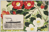 日本郵船諏訪丸　紅白の椿/N.Y.K. Line S.S. Suwa Maru, Red and White Camellia image