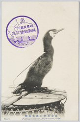岐阜長良川の鵜飼 / Cormorant Fishing on Nagara River, Gifu image