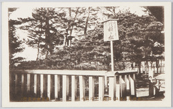 (高砂屋上神社)都恋しき片枝の松 / (Onoe Shrine, Takasago) Kataeda no Matsu Pine Tree Extending Its Branches in One Direction with a Longing for the Capital image