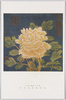 宋刻糸繍線合璧冊　朱克柔刻糸牡丹/Album of the Song Dynasty Silk Tapestries and Embroideries: Peony, Silk Tapestry Woven by Zhu Kerou image