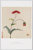 明顧韓希孟繍花鳥冊　鶯粟/Book of the Ming Dynasty Gu-Family Embroideries of Flowers and Birds by Han Ximeng: Opium Poppy image