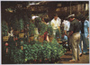 浅草名所・ほおずき市風景/Famous Views of Asakusa: Scene of the Lantern Plant Market image