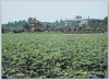 不忍池/Shinobazu Pond image