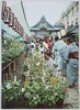 朝顔市(台東区)/Morning Glory Market (Taitō City) image