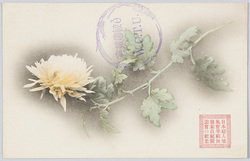 日本 婦人 矯風 会 早稲田 観菊 白紐 園遊会 記念 / Japan Christian Women's Organization, Commemoration of Waseda Chrysanthemum-Viewing Shirahimo Garden Party image