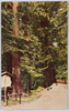 高尾山杉並木/Mt. Takao: Avenue of Cedar Trees image