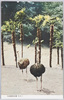 大島動物公園　その二/Ōshima Zoological Park (2) image