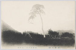 (木曽名勝)木曽義仲公ノ元服松 / (Scenic Beauty of Kiso) Lord Kiso Yoshinaka's Gempuku no Matsu (Coming-of-Age Pine Tree) image