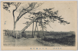 (大宮名所)氷川公園蛇松 / (Famous Views of Ōmiya) Hebimatsu (Serpent Pine Tree) in Hikawa Park  image