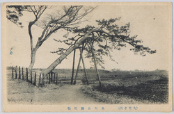 (大宮名所)氷川公園蛇松 / (Famous Views of Ōmiya) Hebimatsu (Serpent Pine Tree) in Hikawa Park image