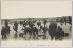 木更津海岸の汐干狩 / Shellfish Gathering on the Kisarazu Coast image