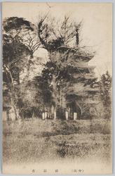 (中山)泣銀杏 / (Nakayama) Naki Icho (Crying Ginkgo Trees), Chiba image