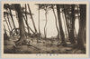 稲毛海岸ノ松林/Pine Grove on the Inage Coast image