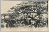 房州汐見(一名臥龍ノ松)/Bōshū: Shiomi no Matsu Pine Tree (Also Called Garyōmatsu (Pine Tree Reminiscent of a Recumbent Dragon)) image