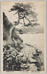 相州逗子名所　浪子不動ノ松 / Famous Views of Zushi, Sōshū: Pine Tree at the Kōyōji Temple (Namiko Fudo) image