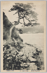 相州逗子名所 浪子不動ノ松 / Famous Views of Zushi, Sōshū: Pine Tree at the Kōyōji Temple (Namiko Fudo) image