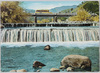 国立公園　伊豆片瀬温泉　白田川の清流/National Park, Izu Katase Hot Springs, Limpid Stream of the Shirata River image
