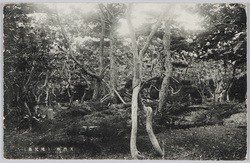 天然林(焼尻島) / Natural Forest (Yagishiri Island) image