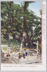 (相州湯河原温泉)見付の松 / (Yugawara Hot Springs, Sōshū) Pine Tree in Mitsuke image