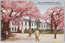 仙台榴ヶ岡歩兵第四聯隊正門前の桜花 / Cherry Blossoms in Front of the Main Gate of the 4th Infantry Regiment Barracks, Tsutsujigaoka, Sendai image
