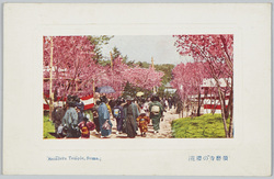 須磨寺の桜花 / Cherry Blossoms at the Sumadera Temple image
