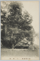 近江饗庭野　一本杉 / Solitary Cedar, Aibano, Ōmi image