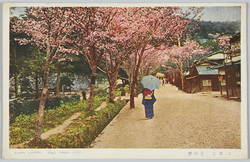 京都高台寺の桜 / Cherry Blossoms at the Kōdaiji Temple, Kyōto image