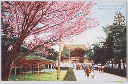 (京都名所)西大谷ノ桜花 / (Famous Views of Kyōto) Cherry Blossoms at the Ōtani Hombyō Mausoleum (Nishiotani)  image