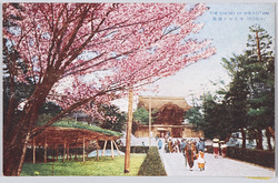 (京都名所)西大谷ノ桜花 / (Famous Views of Kyōto) Cherry Blossoms at the Ōtani Hombyō Mausoleum (Nishiotani) image