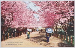 (京都名所)岡崎公園武徳殿付近ノ桜 / (Famous Views of Kyōto) Cherry Blossoms near the Butokuden (Martial Arts Practice Hall) in Okazaki Park image