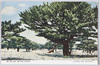 国立公園　淡路島・慶野の松原(天然記念物)/National Park, Awajishima Island: Keino no Matsubara (Beach Surrounded by a Pine Grove) (Natural Monument) image