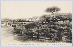 尾道光明寺幡龍松(其二) / Banryō no Matsu (Pine Tree Reminiscent of a Dragon) at the Kōmyōji Temple, Onomichi (2) image
