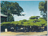 岡の松(一名褥の松)/Oka no Matsu Pine Tree, Also Known as Shitone no Matsu (Mattress Pine Tree) image