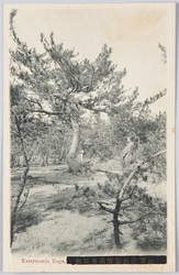 加賀片山津実盛首掛松 / Sanemori Kubikake no Matsu Pine Tree, Katayamazu, Kaga image