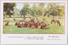 奈良公園の鹿/Deer in Nara Park image