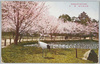 (岡山後楽園)桜林/(Okayama Kōrakuen Garden) Cherry Tree Grove image