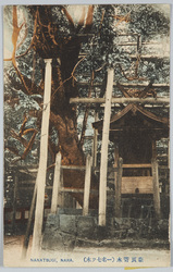 奈良寄木(一名七ッ木) / Tree Supported by Wooden Poles (Also Called Nanatsugi), Nara image