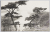 (平壤名勝)牡丹台眺望,老松風趣を添ゆる大同江の大観/(Scenic Spot of Pyongyang) View from the Moran Pavilion, Grand View of the Taedong River with Old Pine Trees Lending an Elegant Atmosphere image