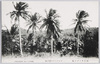 南洋サイパン島　ポンタモチヨ椰子林/Saipan Island in the South Pacific: Palm Grove, Puntan Muchot image