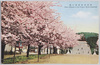 青島神社参道の桜/Cherry Blossoms on the Approach to the Tsingtao Shrine image