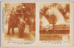 「シンガポール」郊外旅人樹ノ葉陰ニ休息セル菅野力夫 / Traveler Sugano Rikio Taking a Rest under Tree Leaves in a Suburb of Singapore image